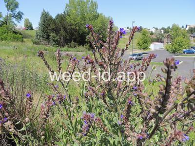 bugloss, common