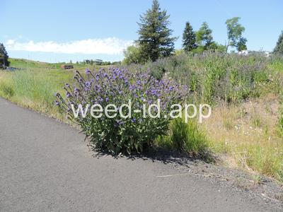 bugloss, common