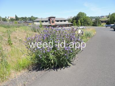 bugloss, common