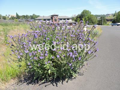 bugloss, common