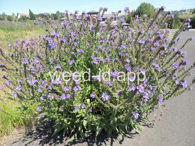 bugloss, common