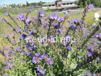 bugloss, common