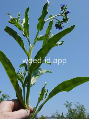 bugloss, common