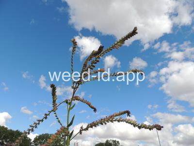 bugloss, common