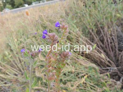 bugloss, common