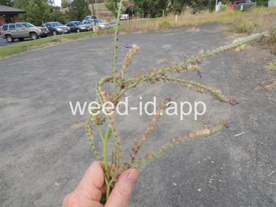bugloss, common