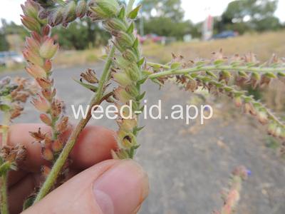 bugloss, common