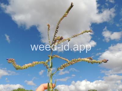bugloss, common
