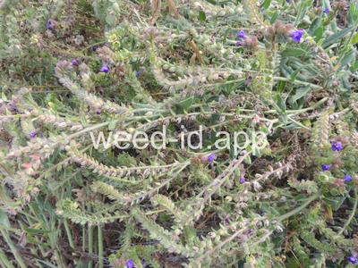 bugloss, common