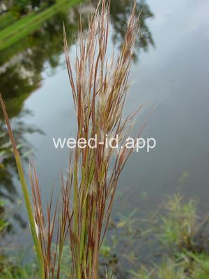 Andropogon glomeratus