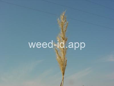 Andropogon saccharoides