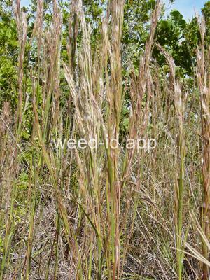Andropogon virginicus