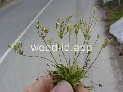 Androsace septentrionalis