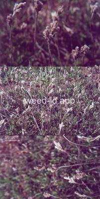 pussytoes, plantainleaf