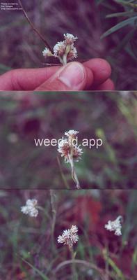 pussytoes, plantainleaf