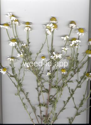 Anthemis austriaca