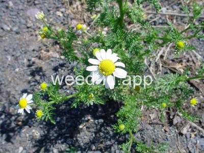 chamomile, mayweed