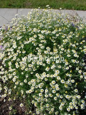 chamomile, mayweed