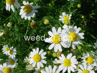 chamomile, mayweed