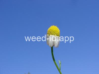 chamomile, mayweed