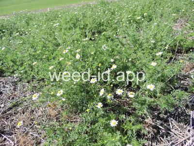 chamomile, mayweed