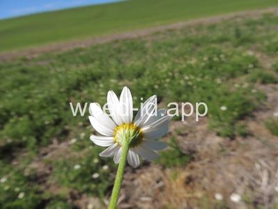chamomile, mayweed