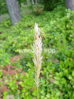 Anthoxanthum odoratum