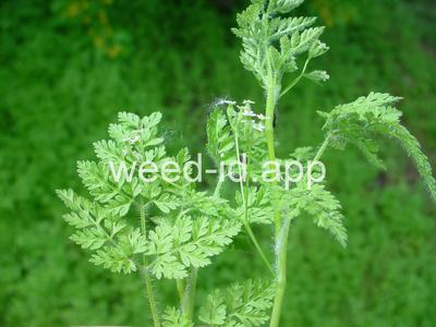 chervil, bur