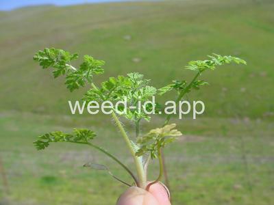 chervil, bur