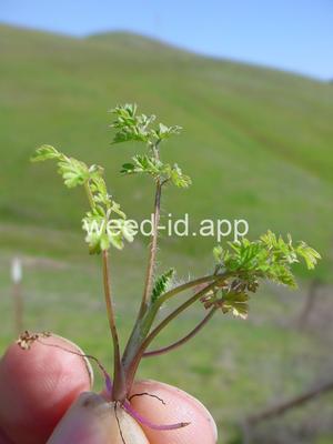 chervil, bur