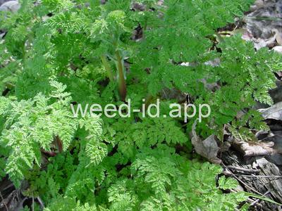 chervil, bur