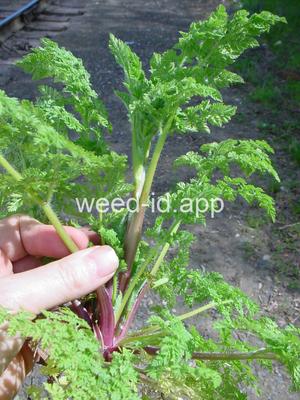 chervil, bur