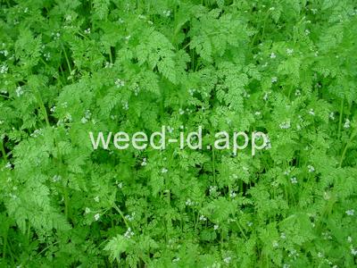 chervil, bur