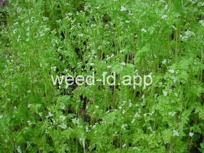 chervil, bur
