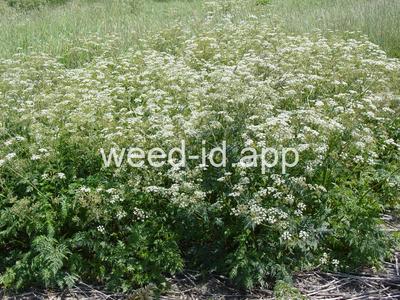 chervil, wild