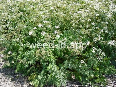 chervil, wild