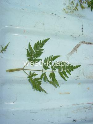 chervil, wild