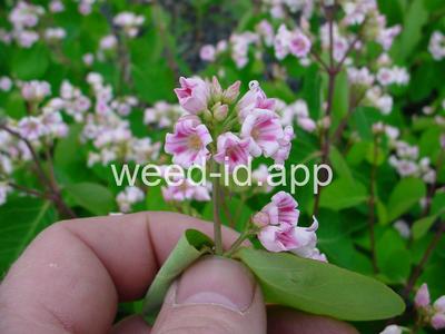 dogbane, spreading