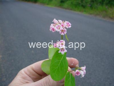 dogbane, spreading