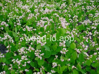 dogbane, spreading