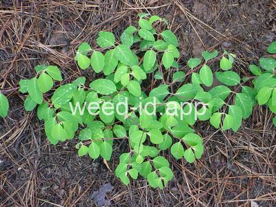 dogbane, spreading