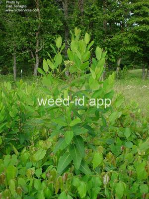 dogbane, hemp