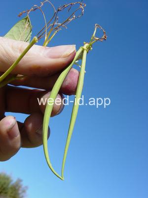 dogbane, hemp