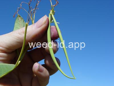dogbane, hemp