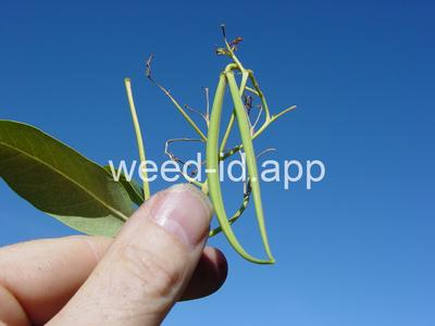 dogbane, hemp