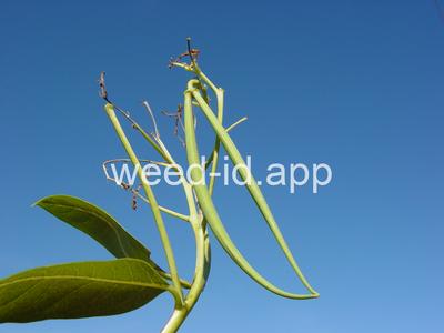 dogbane, hemp