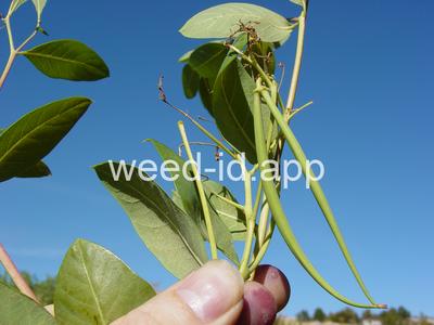 dogbane, hemp