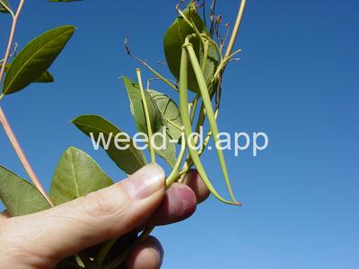 dogbane, hemp