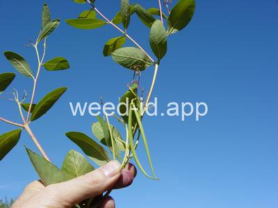 dogbane, hemp