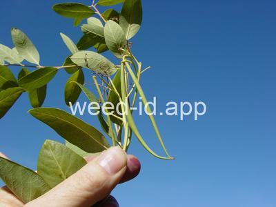 dogbane, hemp